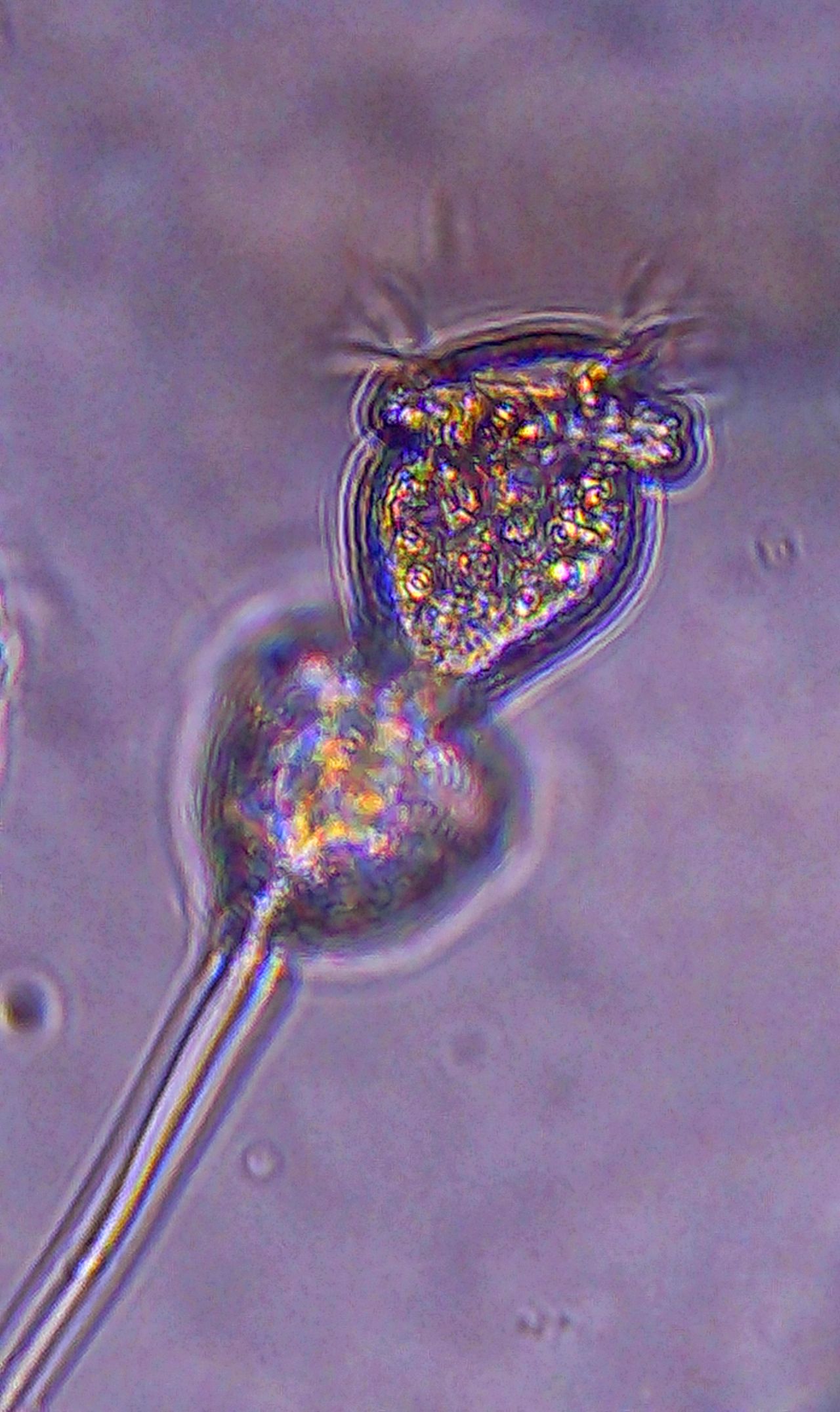 L�unione fa la forza: la vita coloniale di microscopici organismi marini